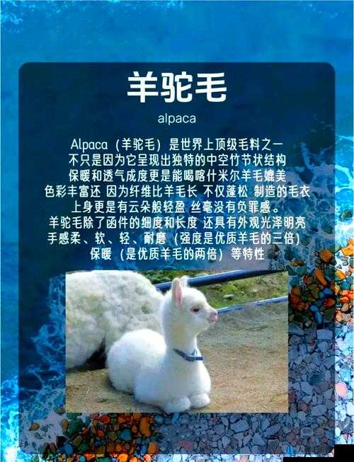 追云者编年史揭秘，雪山羊驼喜好与钟爱物品探秘